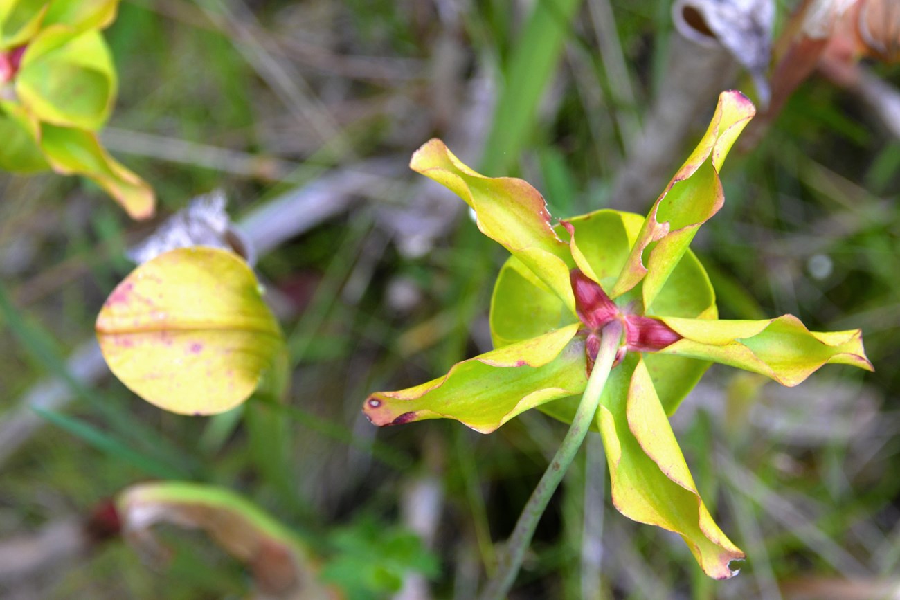 a star-shaped view of the pale pitcher plant flower