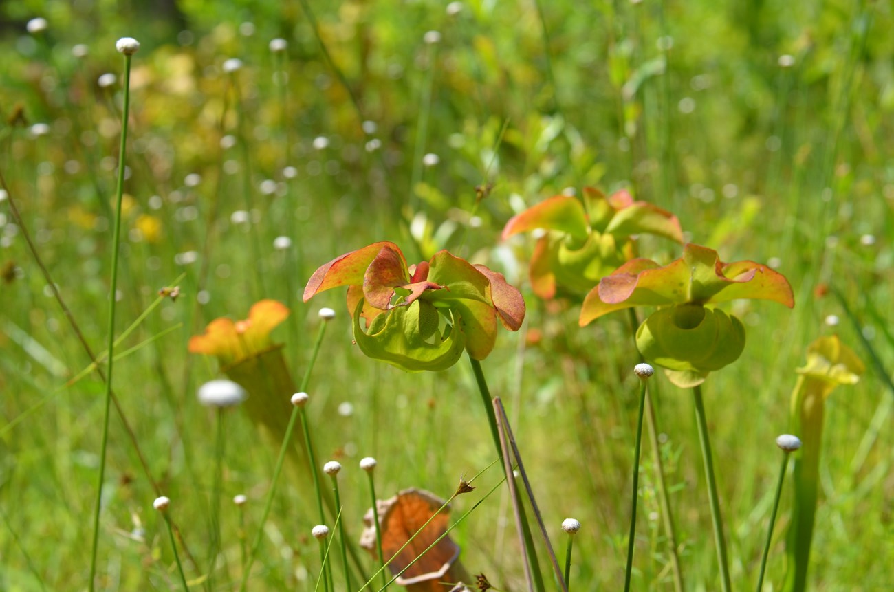 Pitcher plant flowers with bog buttons at Big Thicket