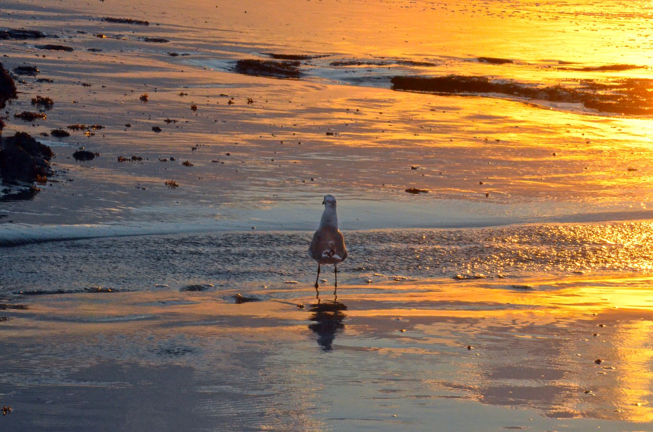 gull on the beach at Gulf Islands National Seashore at sunset