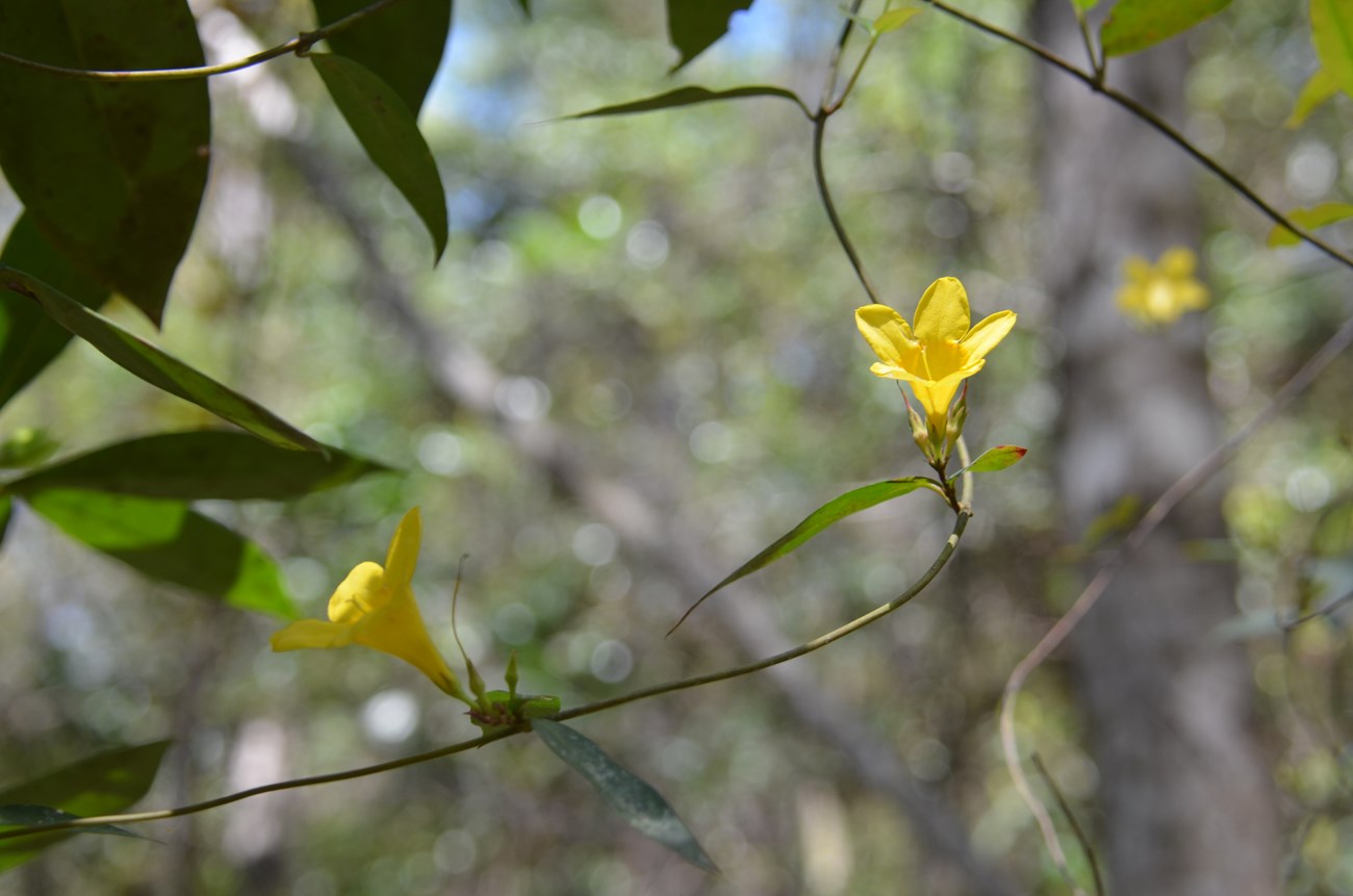 Carolina jessamine (Gelsemium sempervirens)