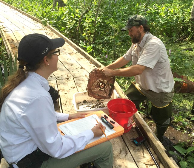 Gulf Coast Network field crew at Jean Lafitte NHP&P Field crew checks amphibian monitoring equipment