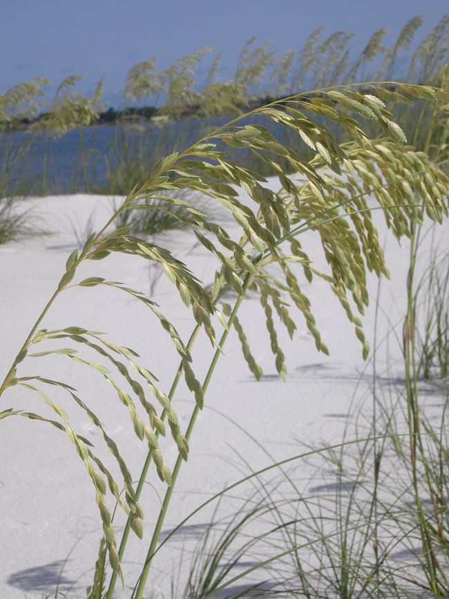 Sea oats on Perdido Key, Gulf Islands National Seashore