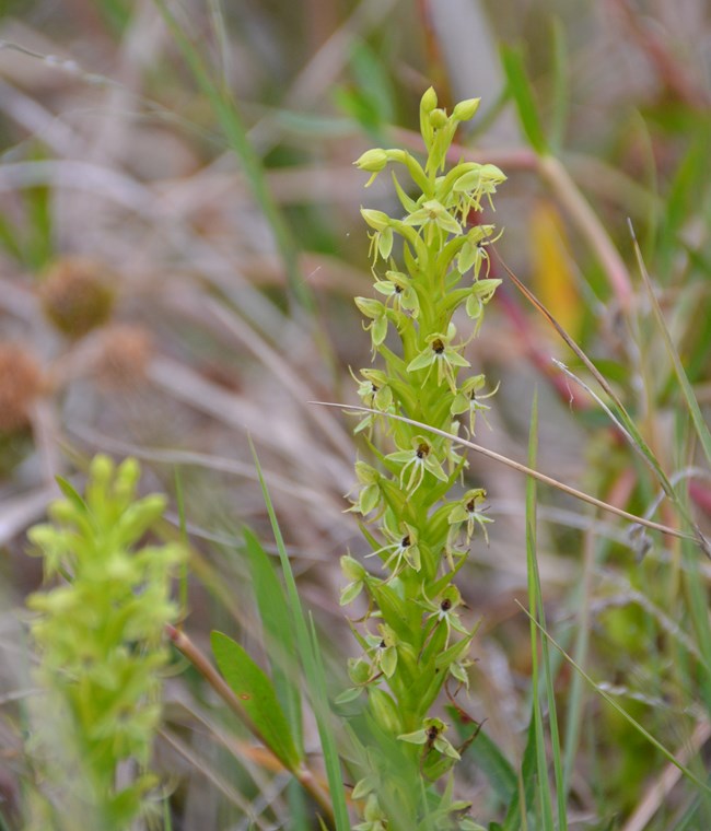 Habenaria repens water spider orchid