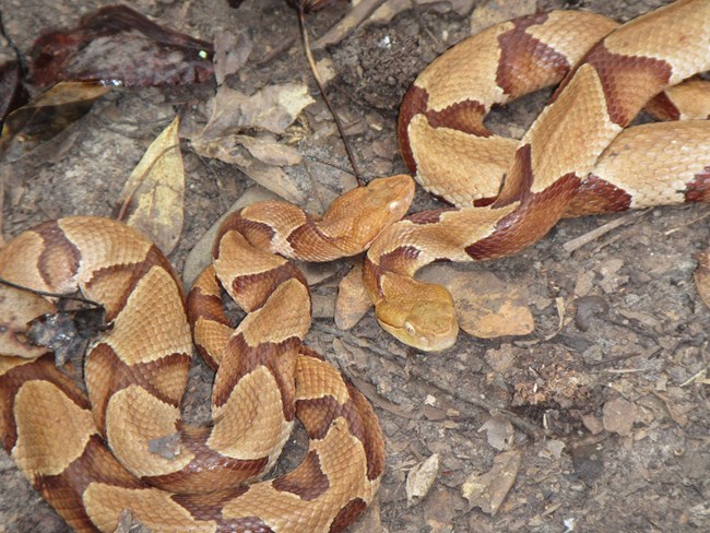 Copperhead snakes under a coverboard a Jean Lafitte NHP&P