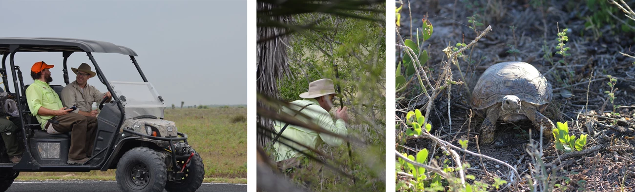 Process for Texas tortoise monitoring Left: field crew travelling to sampling site; Center: crew member searching for tortoises; Right: Texas tortoise