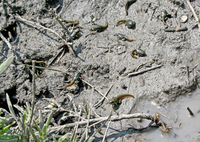 several small tadpoles in a wet, muddy spot after a heavy rain at the park