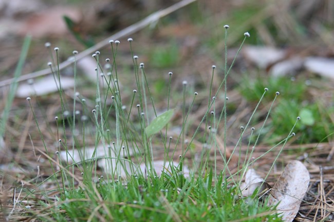 bogbutton plant closeup