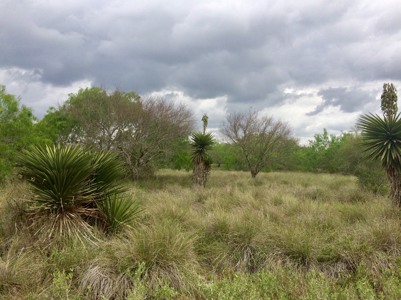 view of a salt prairie grassland transitioning into Tamaulipan thornscrub