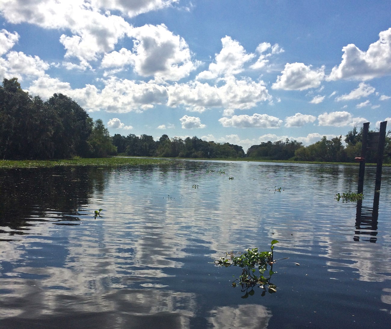 Boat-side view of a wide canal bordered by forest