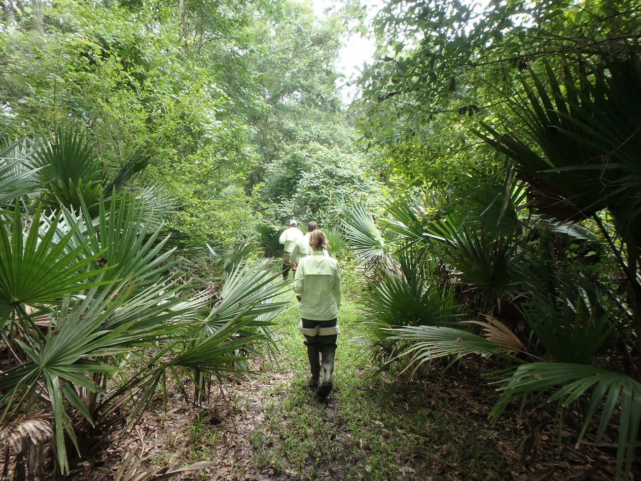 Field crew returning from amphibian monitoring site at Jean Lafitte National Park.