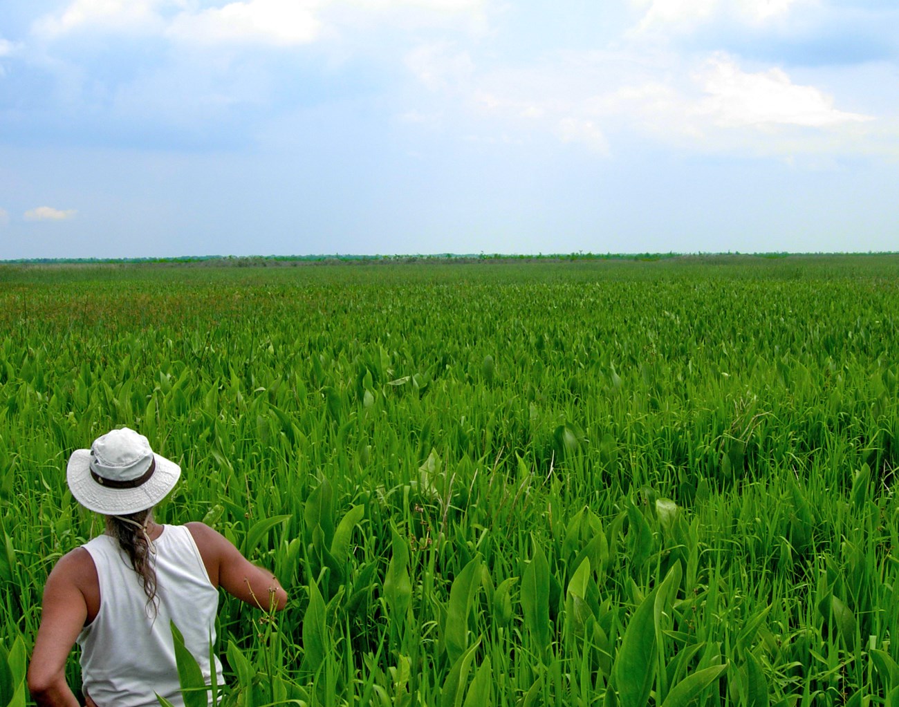 Flotant marsh dominated by bulltongue at Jean Lafitte NHP&P.