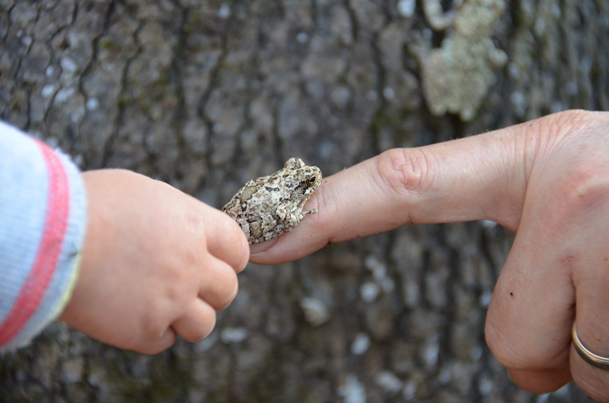 treefrog on biologist's finger, held close to a small child's hand