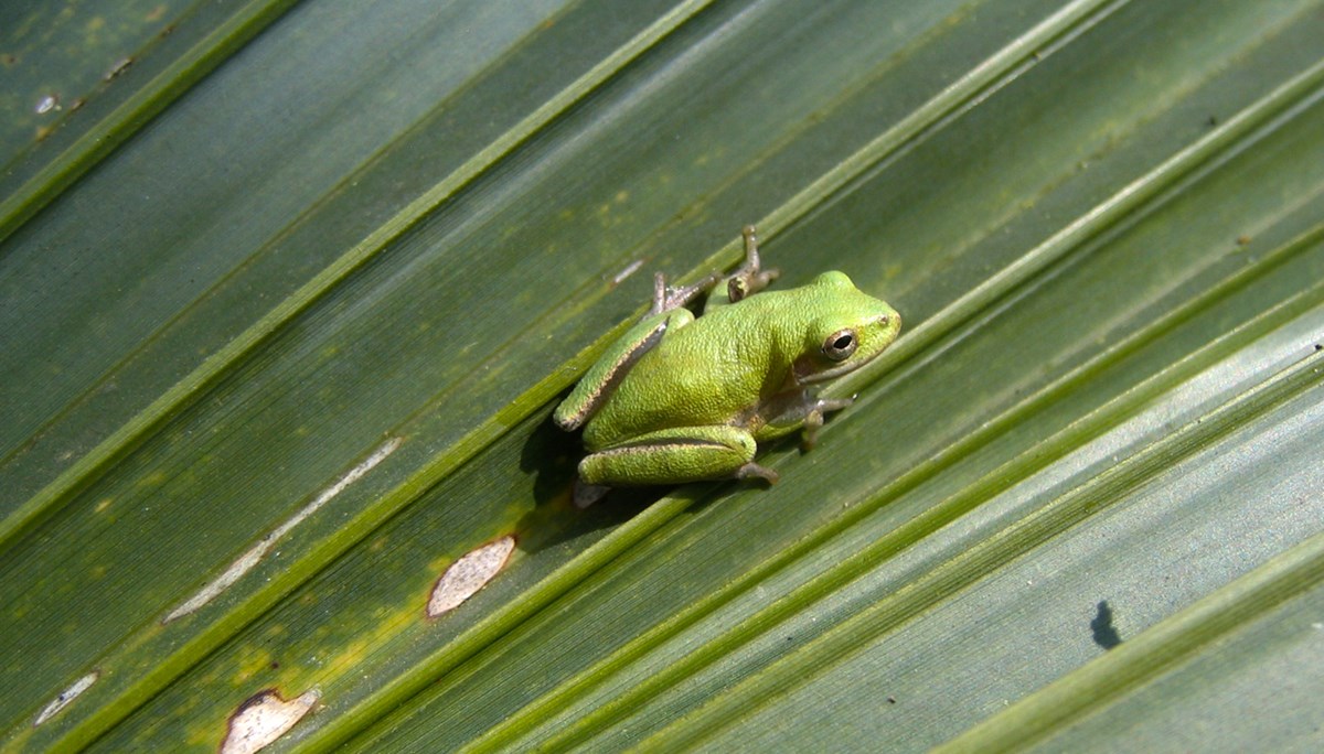 Squirrel treefrog on palmetto leaf Squirrel treefrog on palmetto leaf