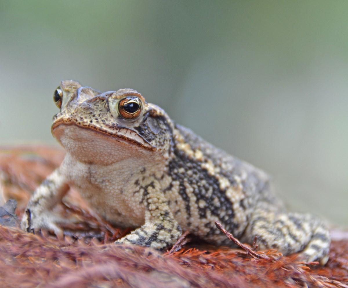 close-up of Gulf Coast Toad sitting on the ground
