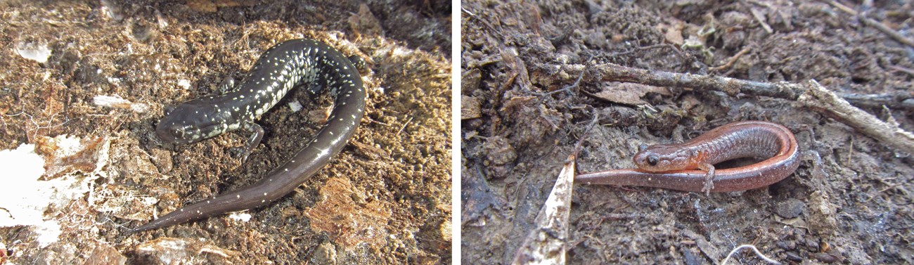 two images, each of a different salamander found on the ground under a coverboard