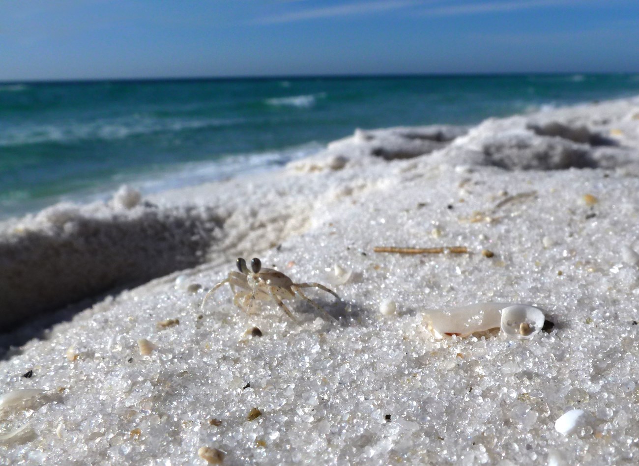 Seagrass - Gulf Islands National Seashore (U.S. National Park Service)