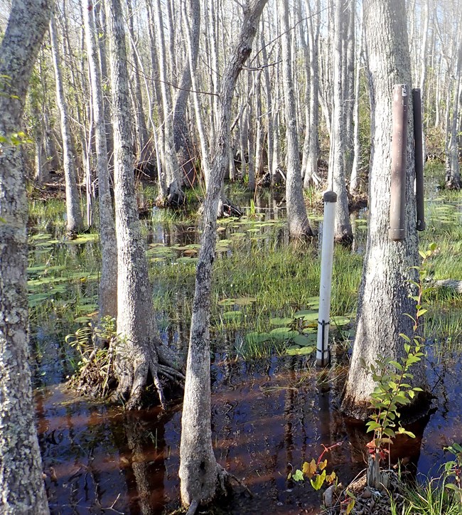 PVC pipes as artificial refuges for monitoring treefrogs two PVC pipes hung chest high on a swamp tupelo tree, growing in standing water