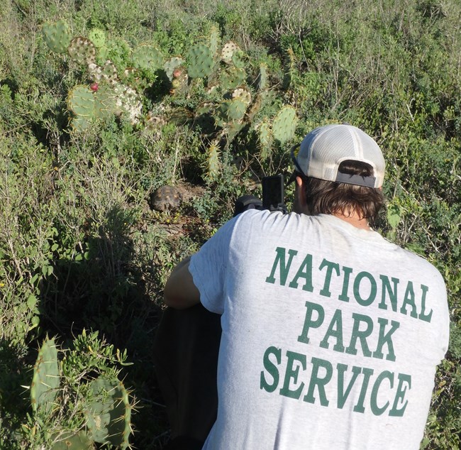 Photographing a Texas tortoise at Palo Alto Battlefield NHP.