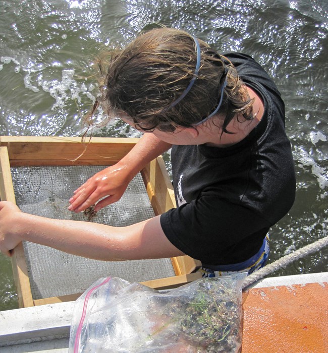 view from above: a field crew member standing in the water and using a sieve to collect data on seagrass