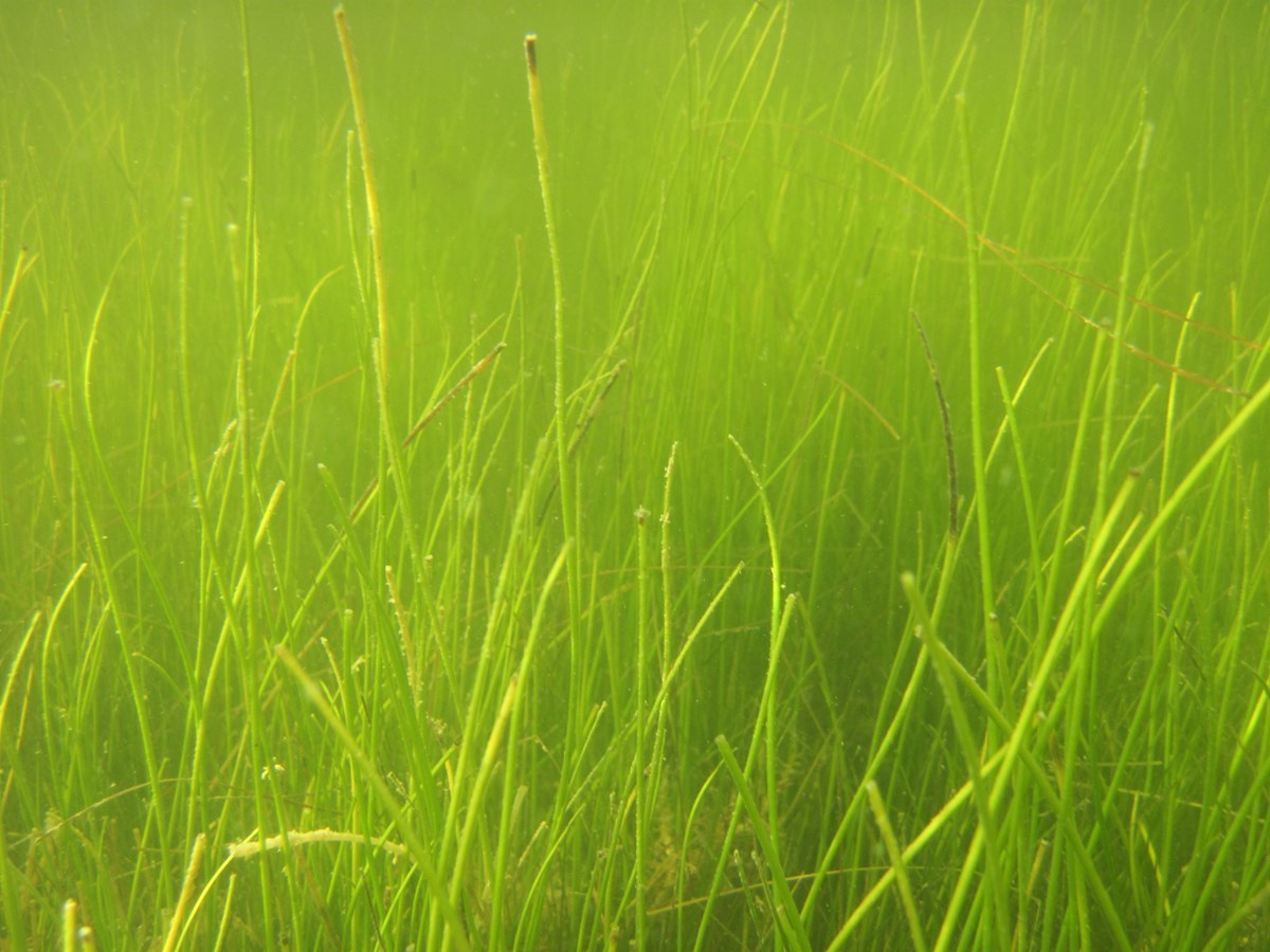 manatee grass in an underwater scene
