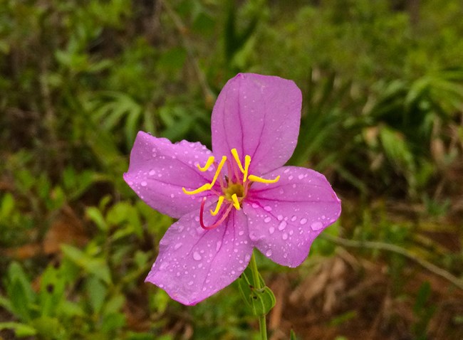 Rhexia alifanus in a pine savannah in the Naval Live Oaks unit of Gulf Islands NS.