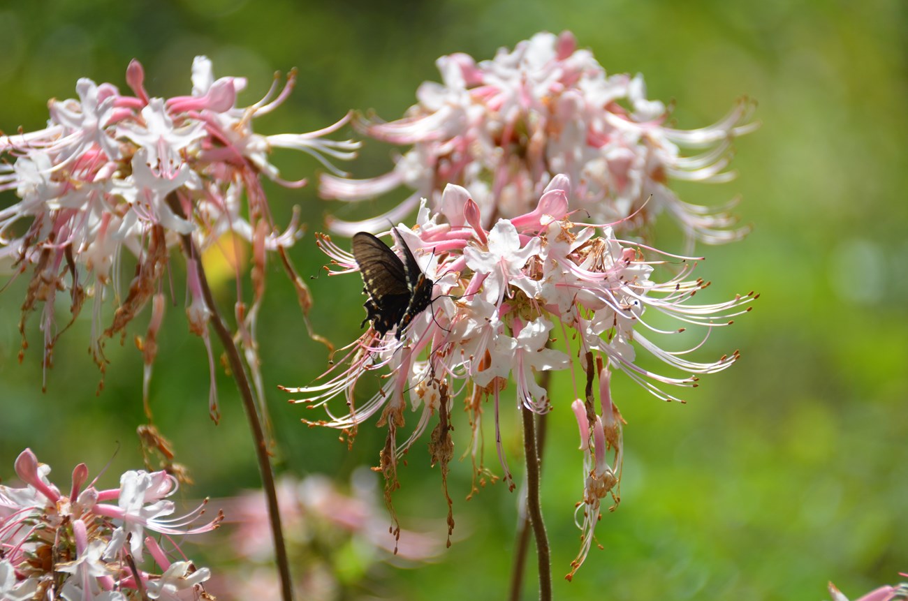 Rhododendron canescens and swallowtail