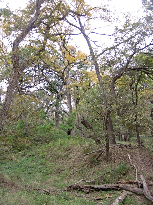 Riparian bottomland forest at Rancho de las Cabras, San Antonio Missions NHP