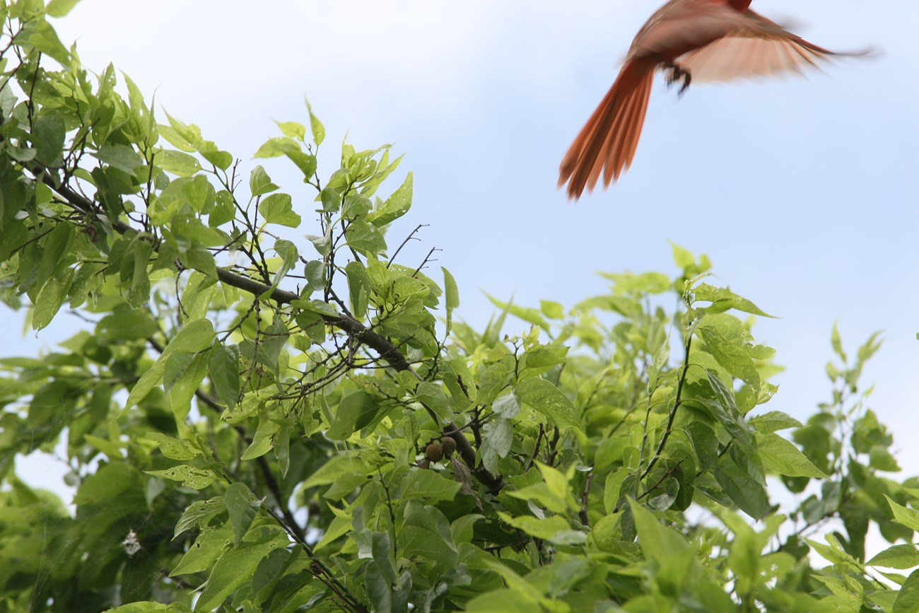 Cardinal departs from a sugarberry tree at San Antonio Missions NHP