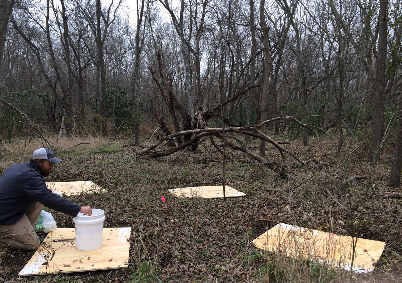 plywood coverboards lying on the ground, for amphibians to use as artificial refuges