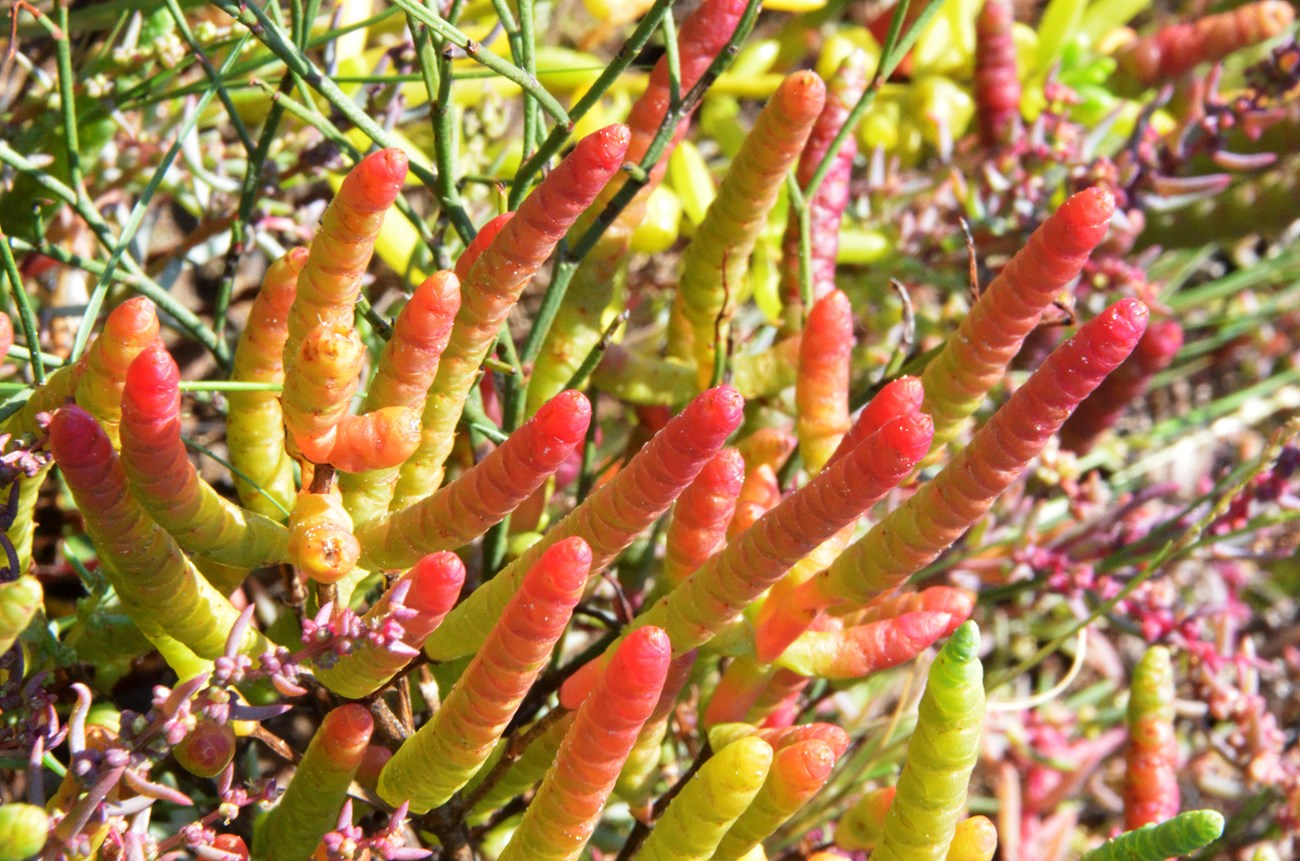 Salicornia bigelovii in fall color Salicornia bigelovii with sea lavender and seablite