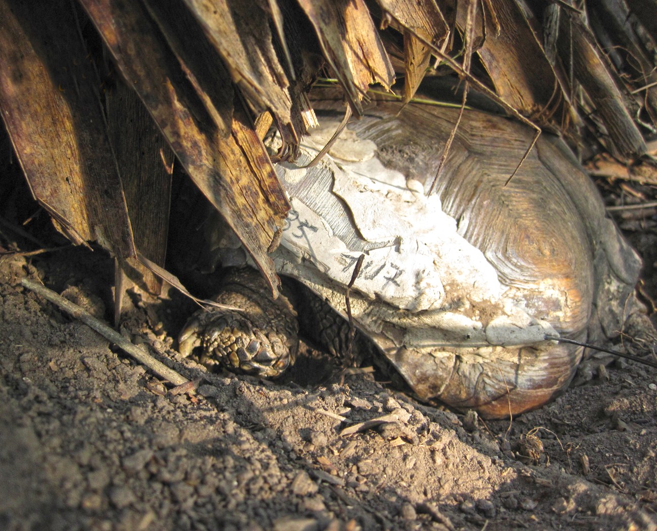 The rear end of a Texas tortoise, hidden under dead yucca leaves