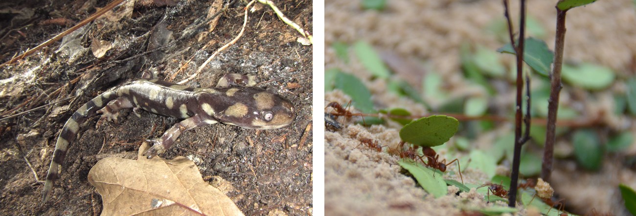 A tiger salamander on the left and leaf-cutter ants on the right