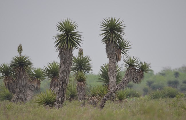 Tree Yuccas at the edge a patch of Tamaulipan thornscrub, Palo Alto Battlefield NHP