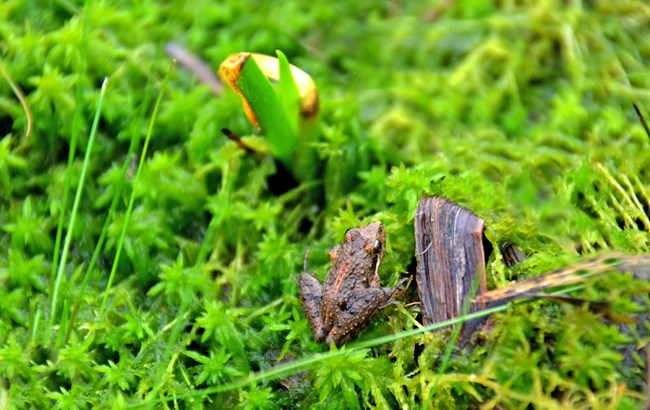 very small frog sitting on sphagnum moss near a pond in the Naval Live Oaks Unit