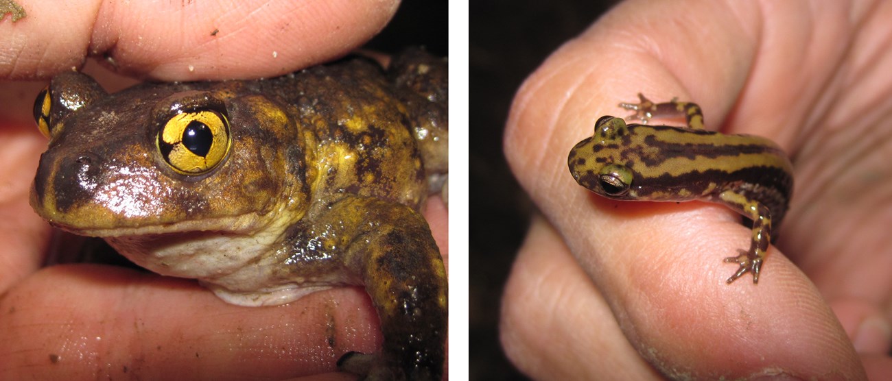 two images: one is an eastern spadefoot toad facing the camera and held in the hand. The other image is a salamander also being held in the hand