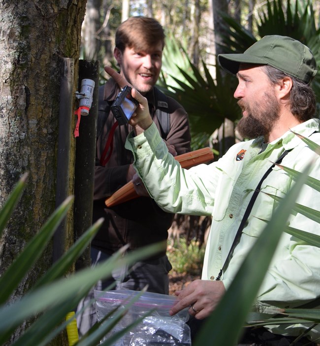 Checking PVC pipes for amphibians at Jean Lafitte National Historical Park and Preserve