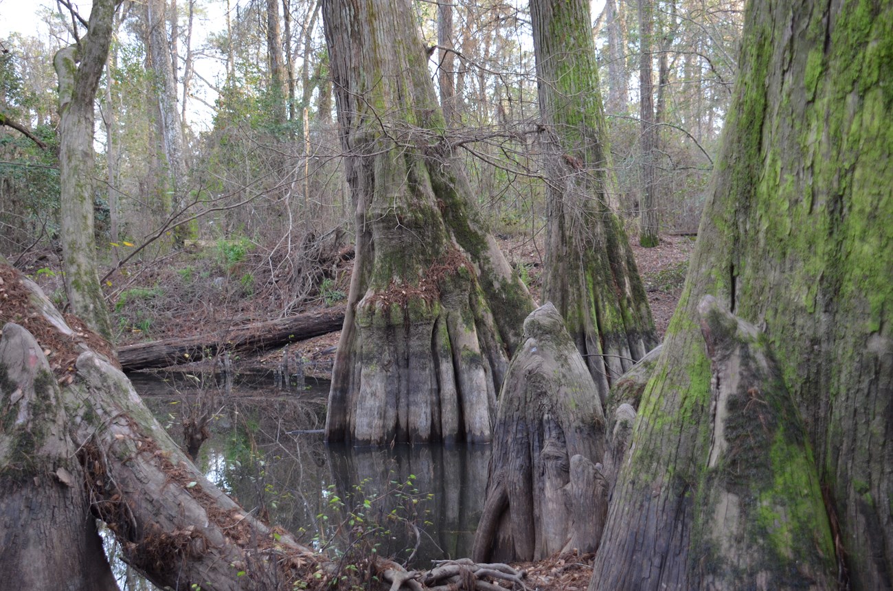 Bald cypress trees in a wetland
