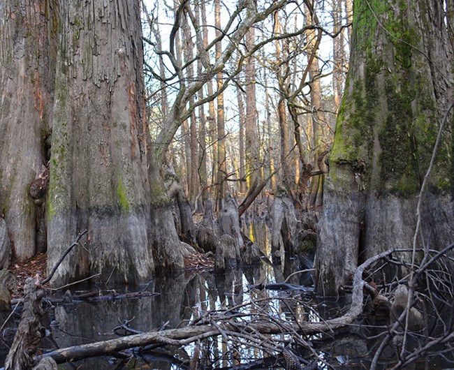 Bald cypress at Big Thicket National Preserve