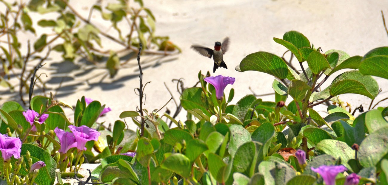 Ruby-throated hummingbird at Padre Island National Seashore hummingbird visits Ipomoea pes-caprae