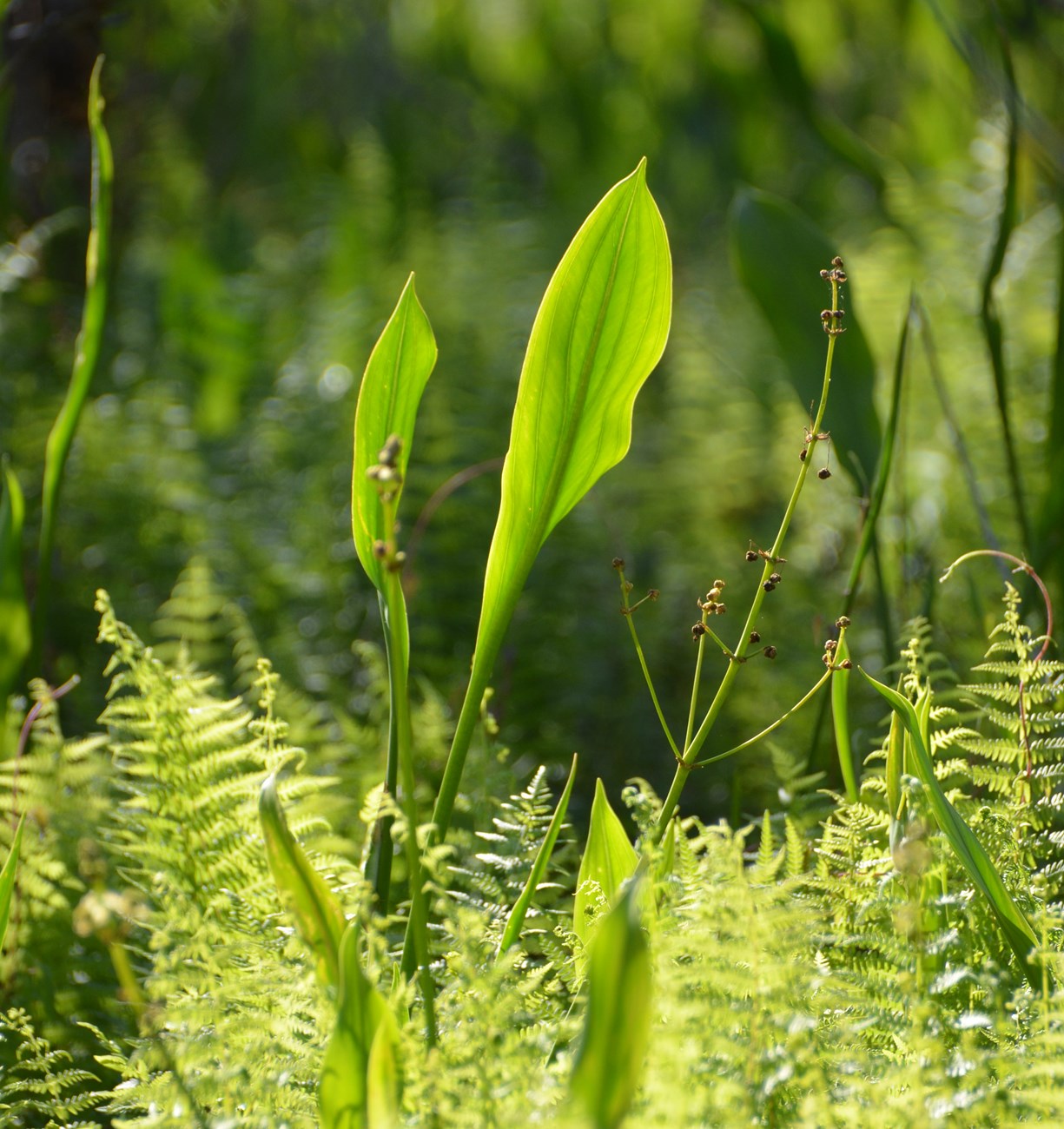 Bulltongue (Sagittaria lancifolia) and fern in marsh