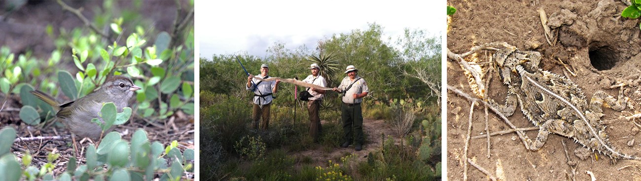 three images, with the first being an olive sparrow sitting on the ground. The second is three field researchers holding a large rattlesnake skin. The third image is a texas horned lizard on the dusty ground