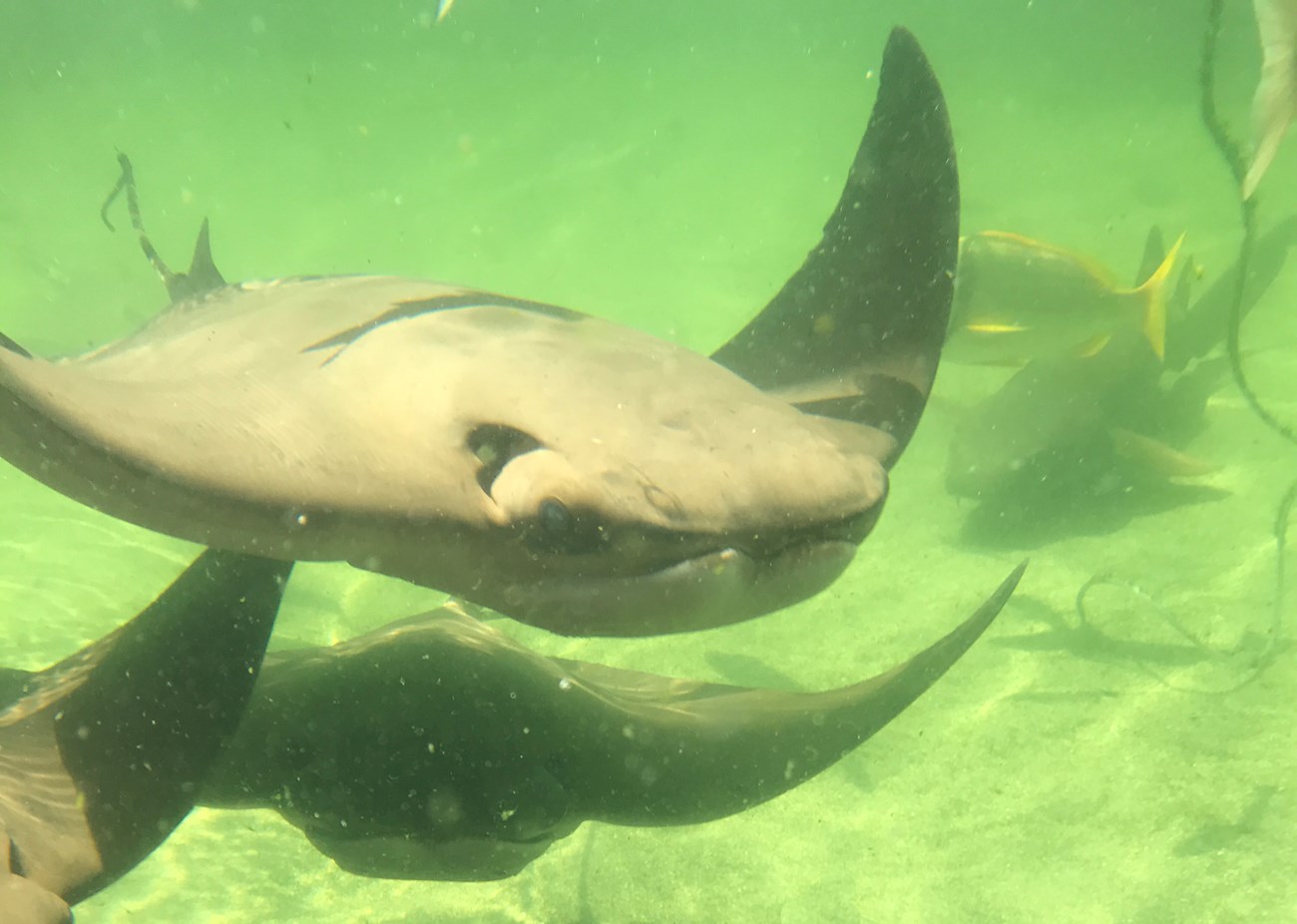 cownose stingray swimming under water