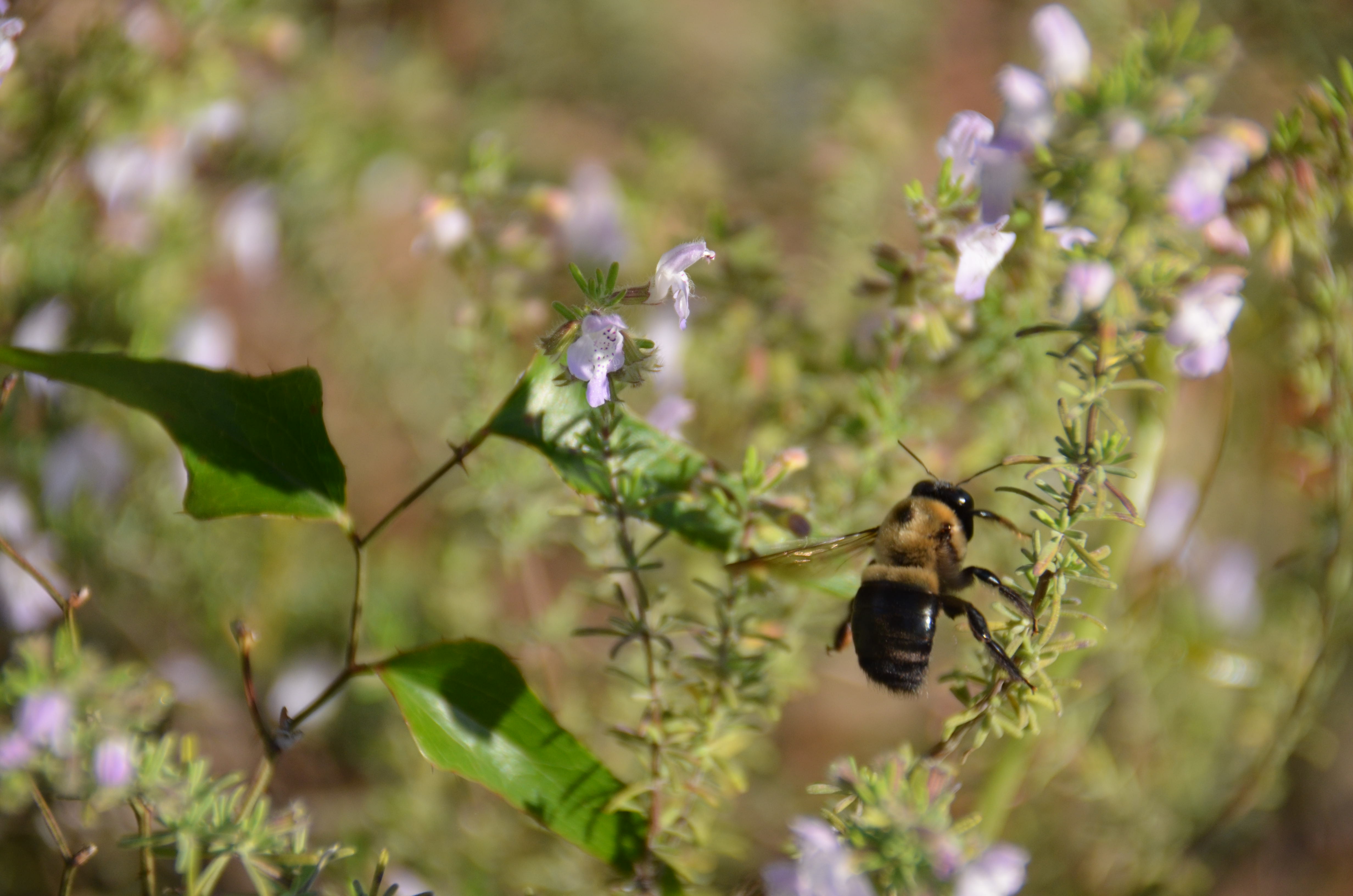 False rosemary (Conradina canescens) with Eastern Carpenter Bee (Xylocopa virginica)