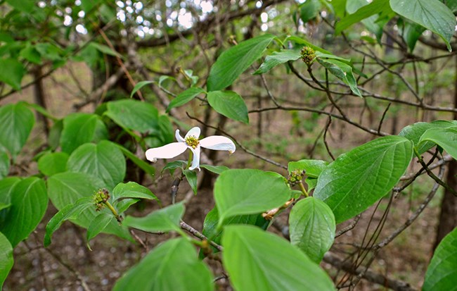 Flowering dogwood, an understory species of upland forests in several GULN parks