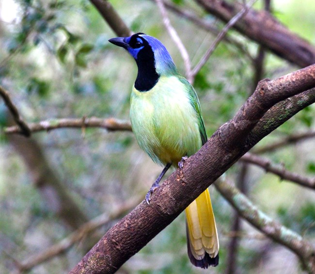 Green jay, a species seen at Palo Alto Battlefield NHP Green jay perched on a branch