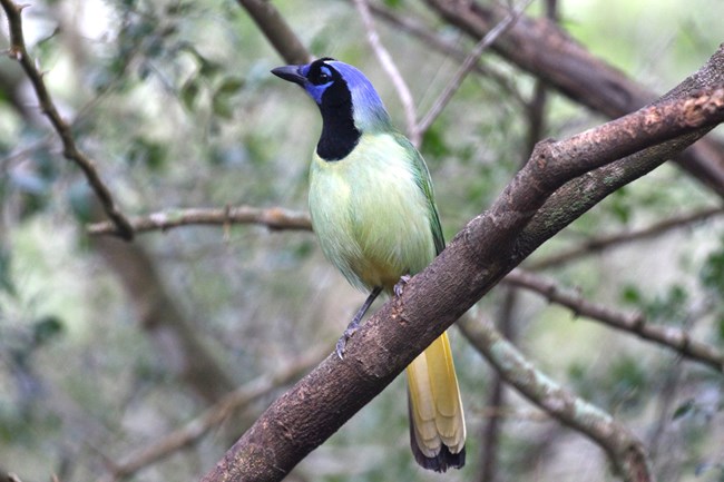 Green jay, a landbird species known to occur at Palo Alto Battlefield National Historical Park Green jay, a landbird species known to occur at Palo Alto Battlefield National Historical Park