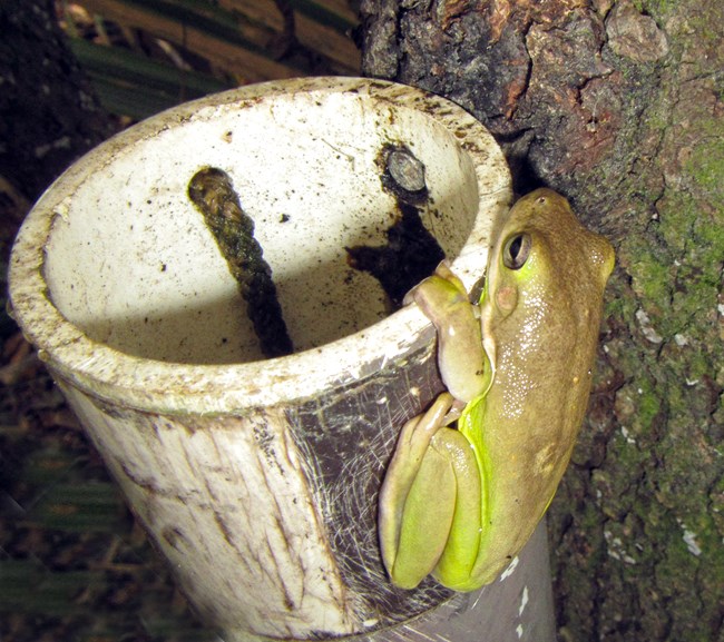 Green treefrog at PVC pipe at Jean Lafitte NHP&P treefrog clinging to outside of a PVC pipe that is hung from a tree
