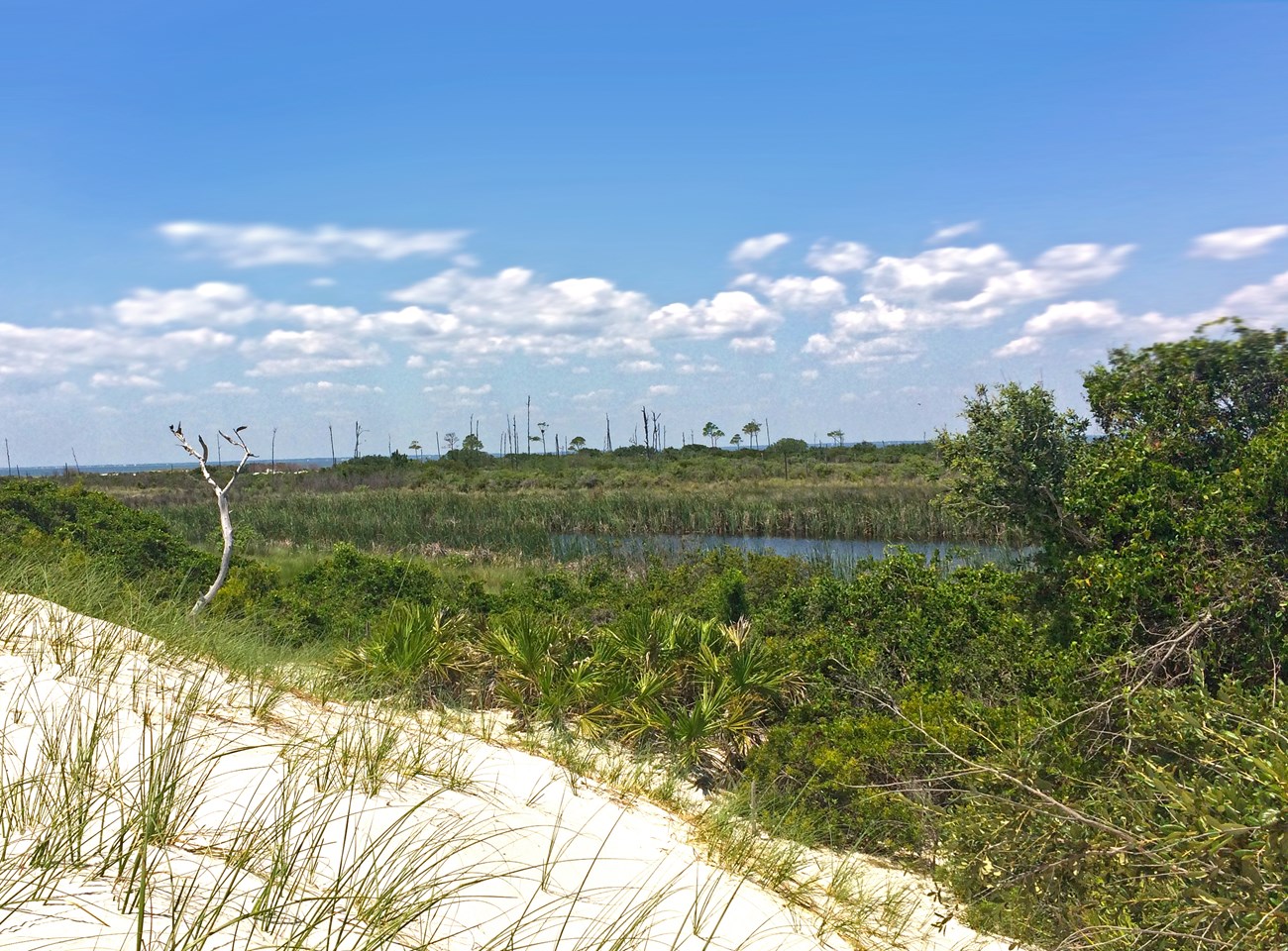 Wetland on the interior of Horn Island, Mississippi