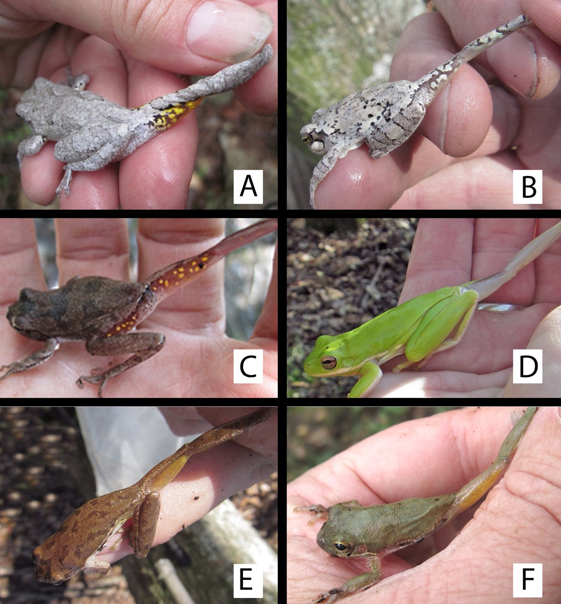 six photos of treefrog species showing the underside of the rear leg, used in identification