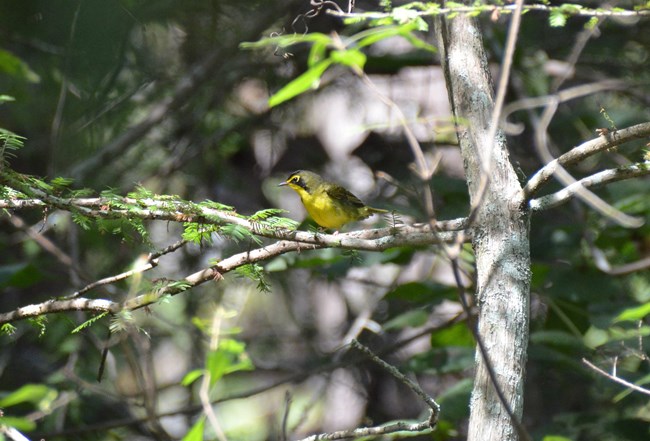 Kentucky Warbler in a Bald Cypress tree